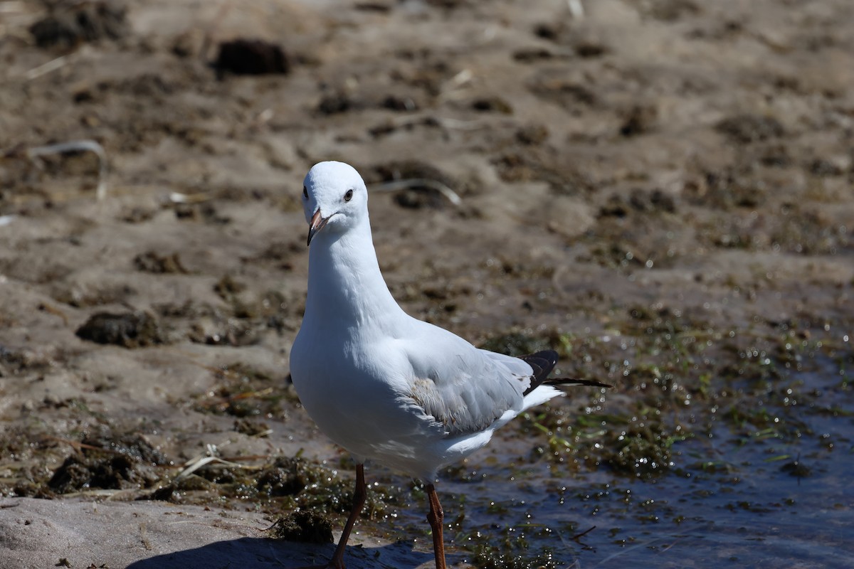 Silver Gull - ML606430381