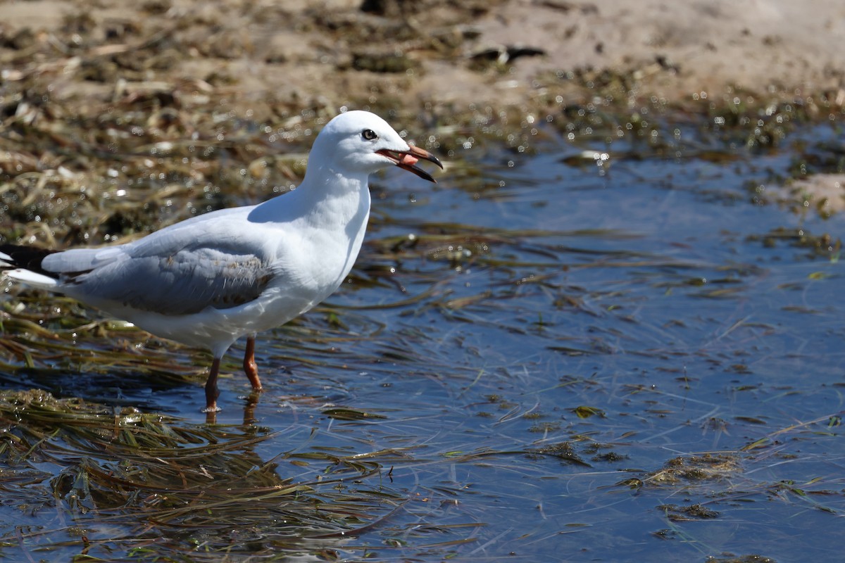 Silver Gull - ML606430391