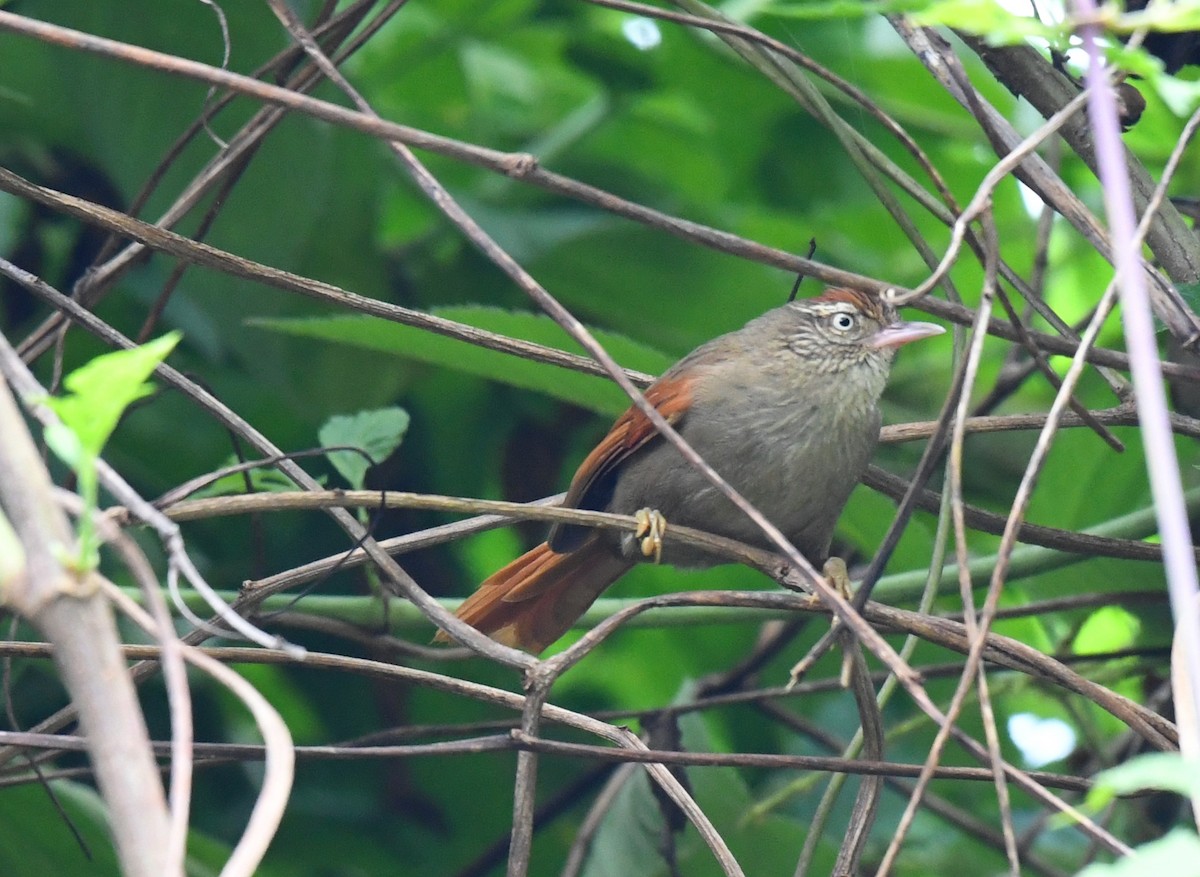 Streak-capped Spinetail - Tina Rosier