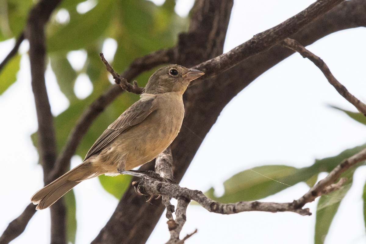 Painted Bunting - ML606430451