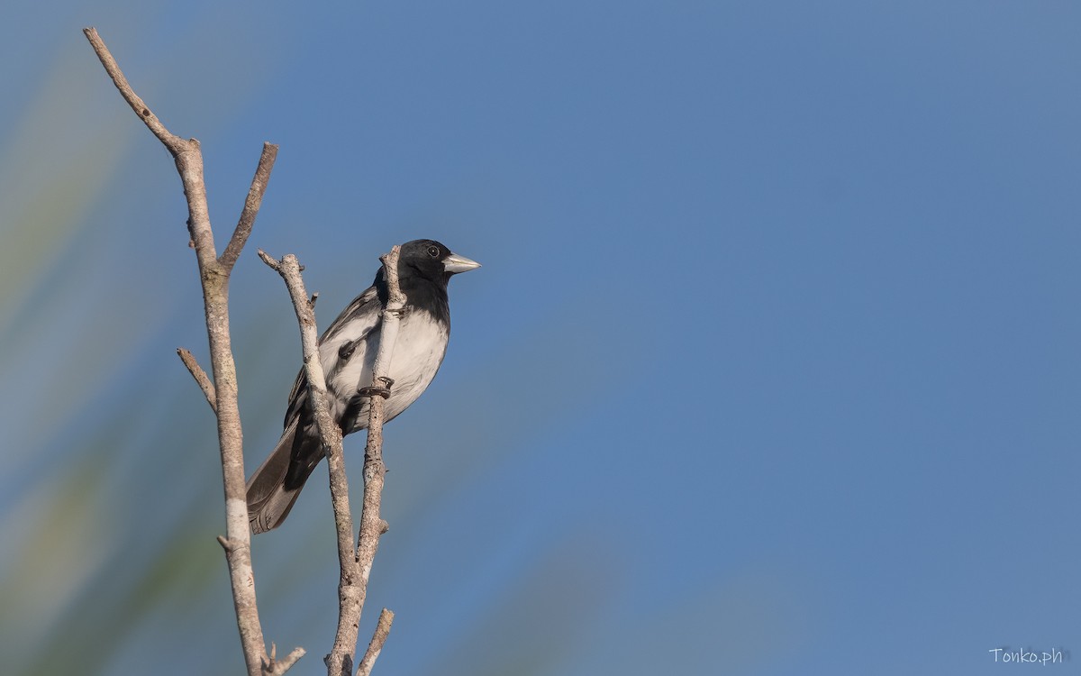 Cone-billed Tanager - ML606430521