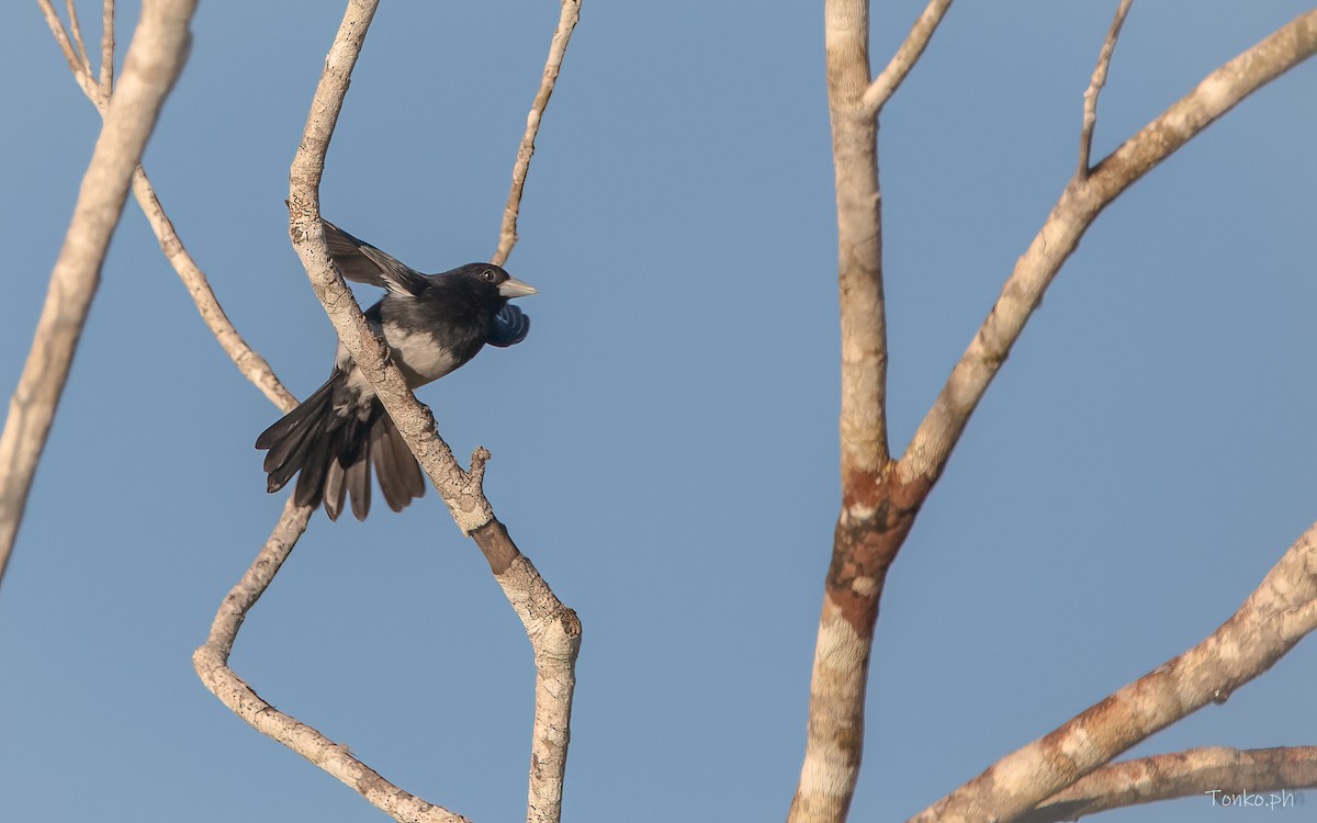 Cone-billed Tanager - ML606430531