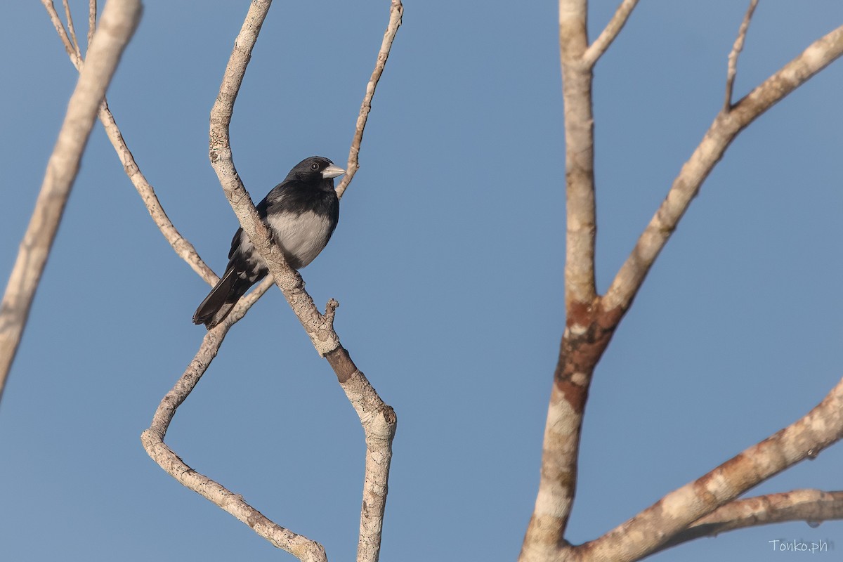 Cone-billed Tanager - ML606430541