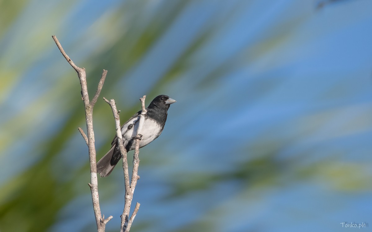 Cone-billed Tanager - ML606430551