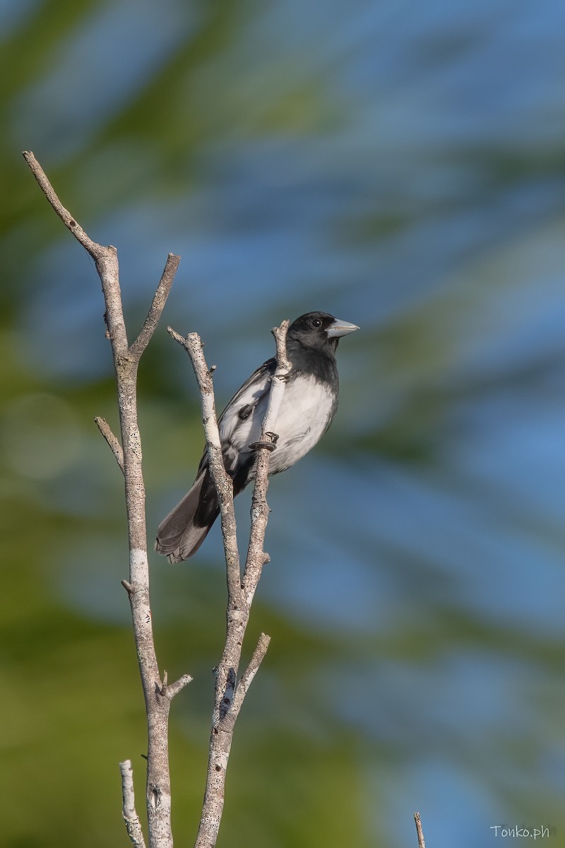 Cone-billed Tanager - ML606430561