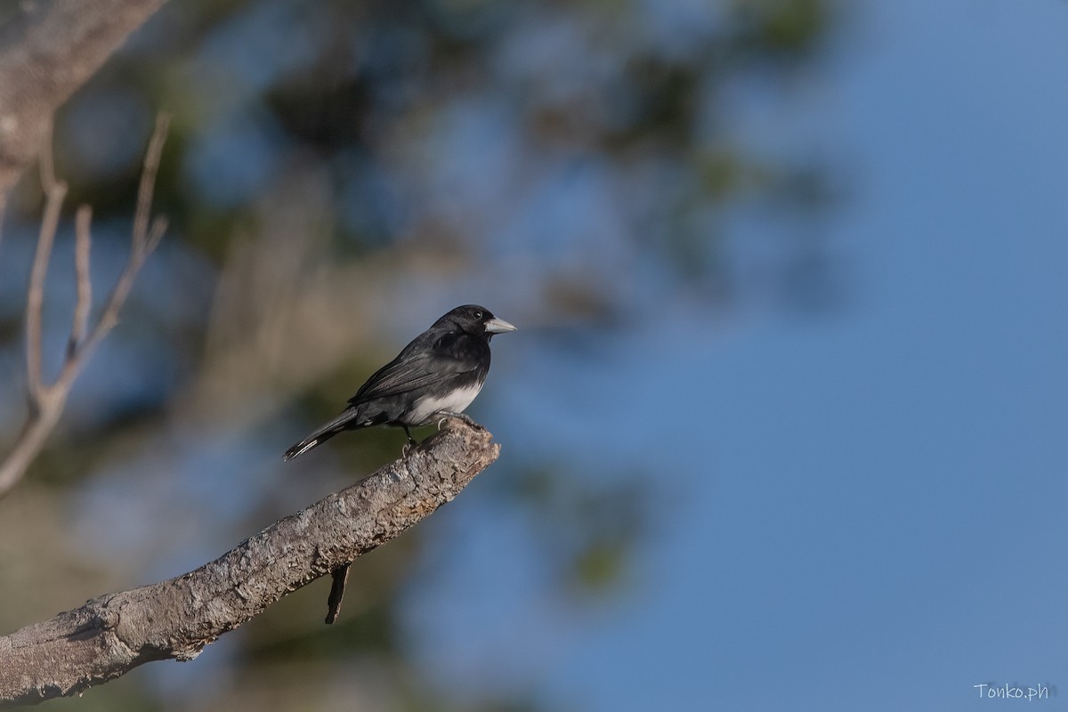 Cone-billed Tanager - ML606430571