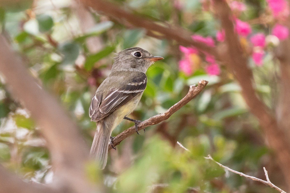 Least Flycatcher - ML606430681