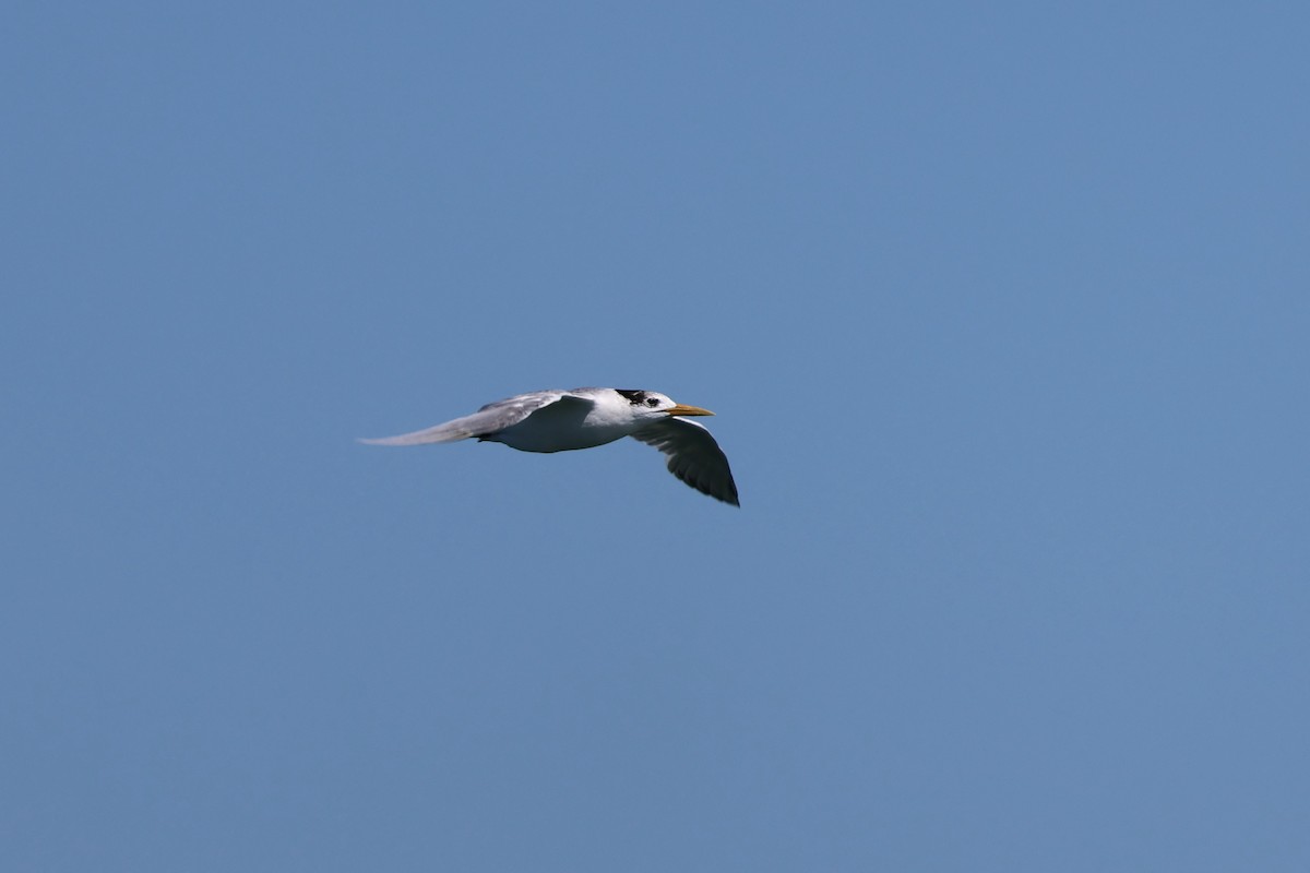 Great Crested Tern - ML606431331