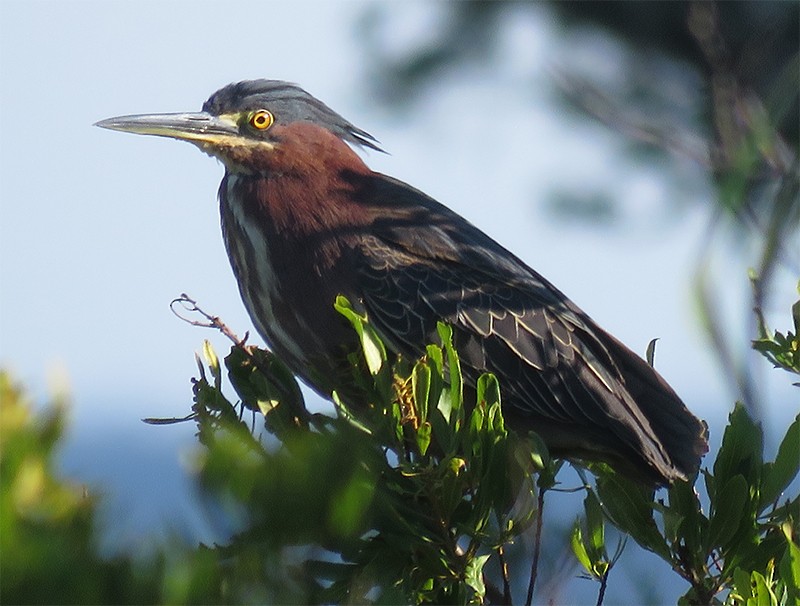 Green Heron - ML60643181