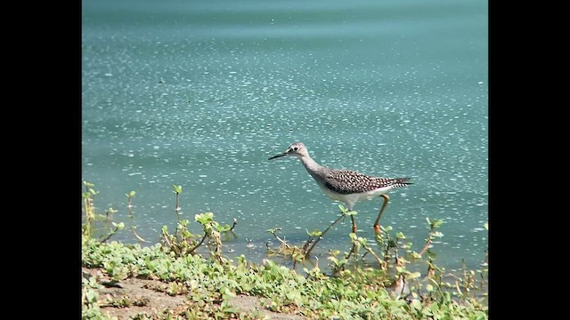 ביצנית צהובת-רגל - ML606432511