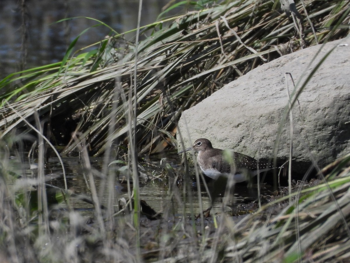 Solitary Sandpiper - ML606432851