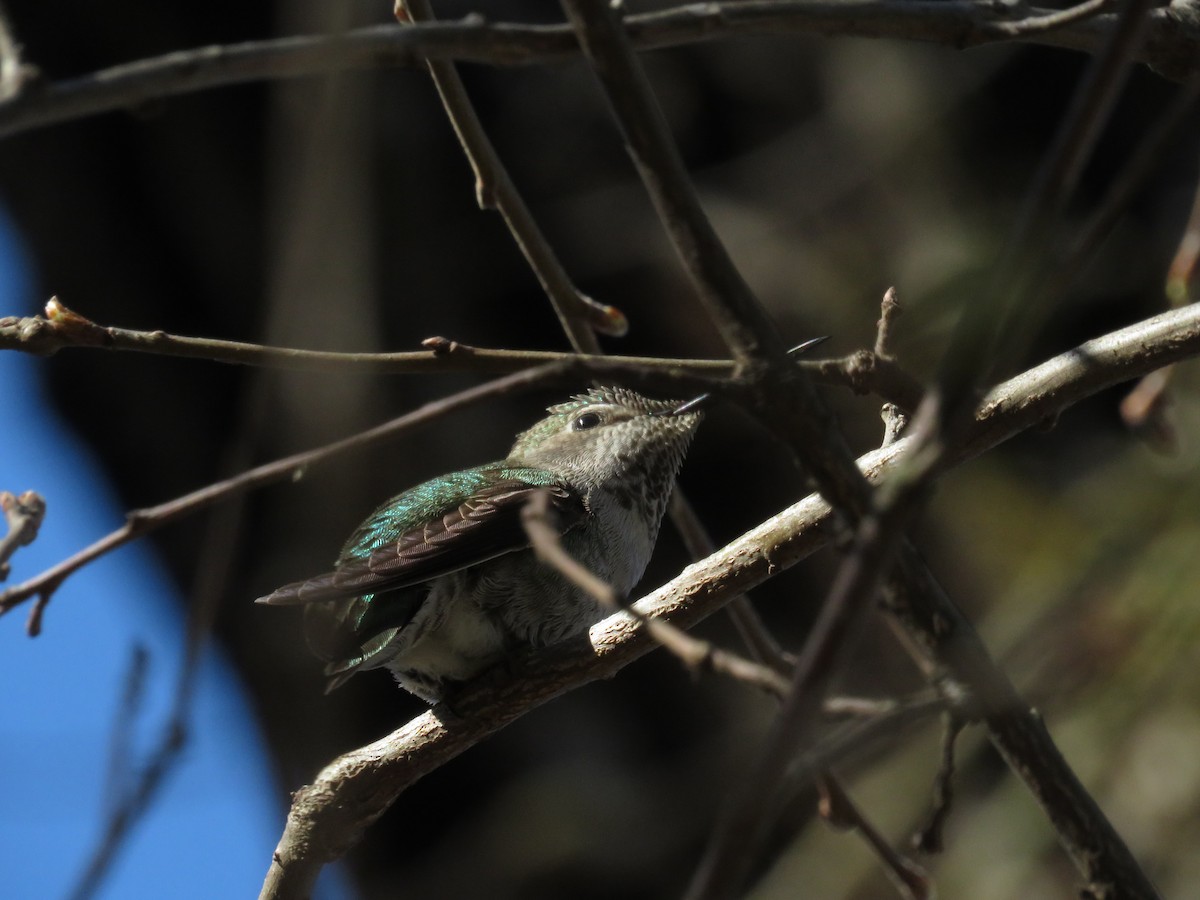 Anna's Hummingbird - ML606432871