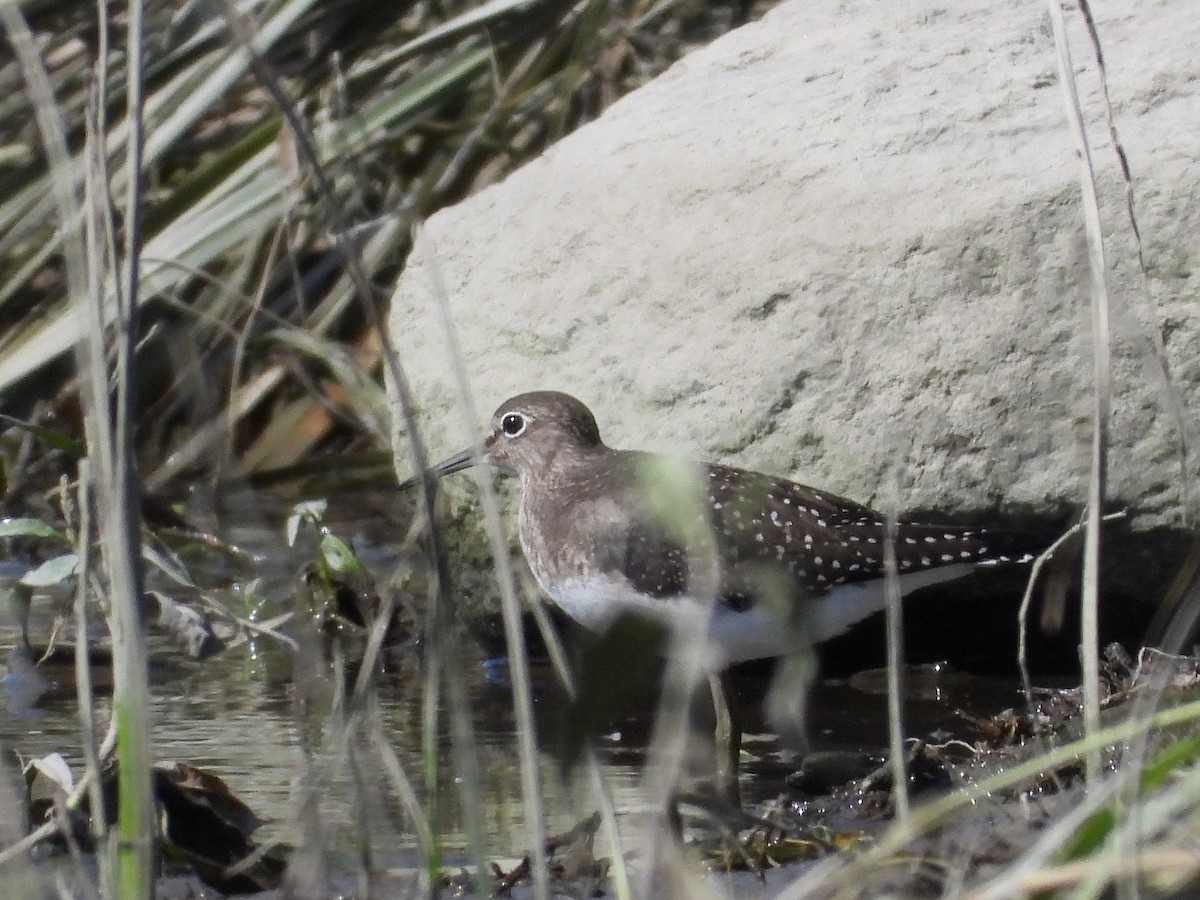 Solitary Sandpiper - Francois Bourret