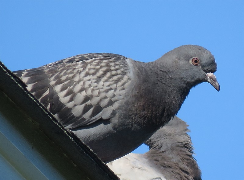 Rock Pigeon (Feral Pigeon) - ML60643361