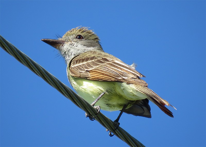 Great Crested Flycatcher - ML60643461