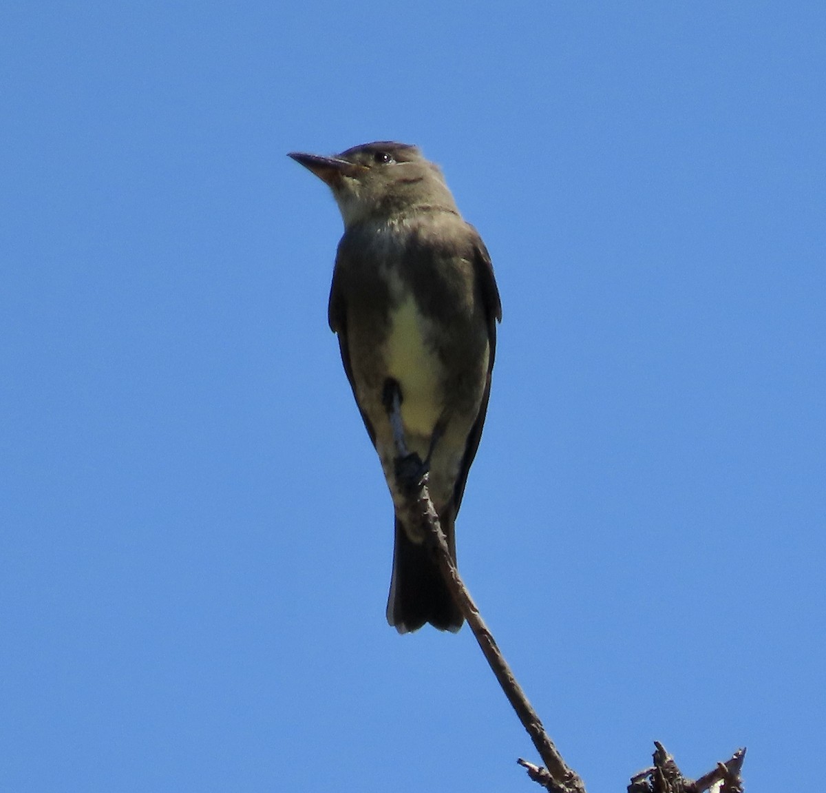 Olive-sided Flycatcher - ML606434801