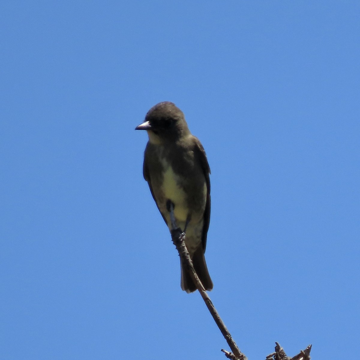 Olive-sided Flycatcher - ML606434811