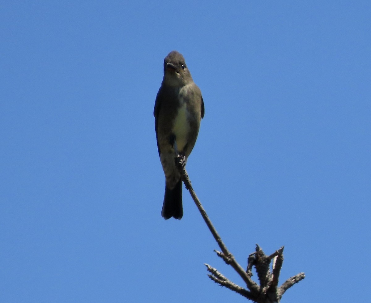 Olive-sided Flycatcher - ML606434831