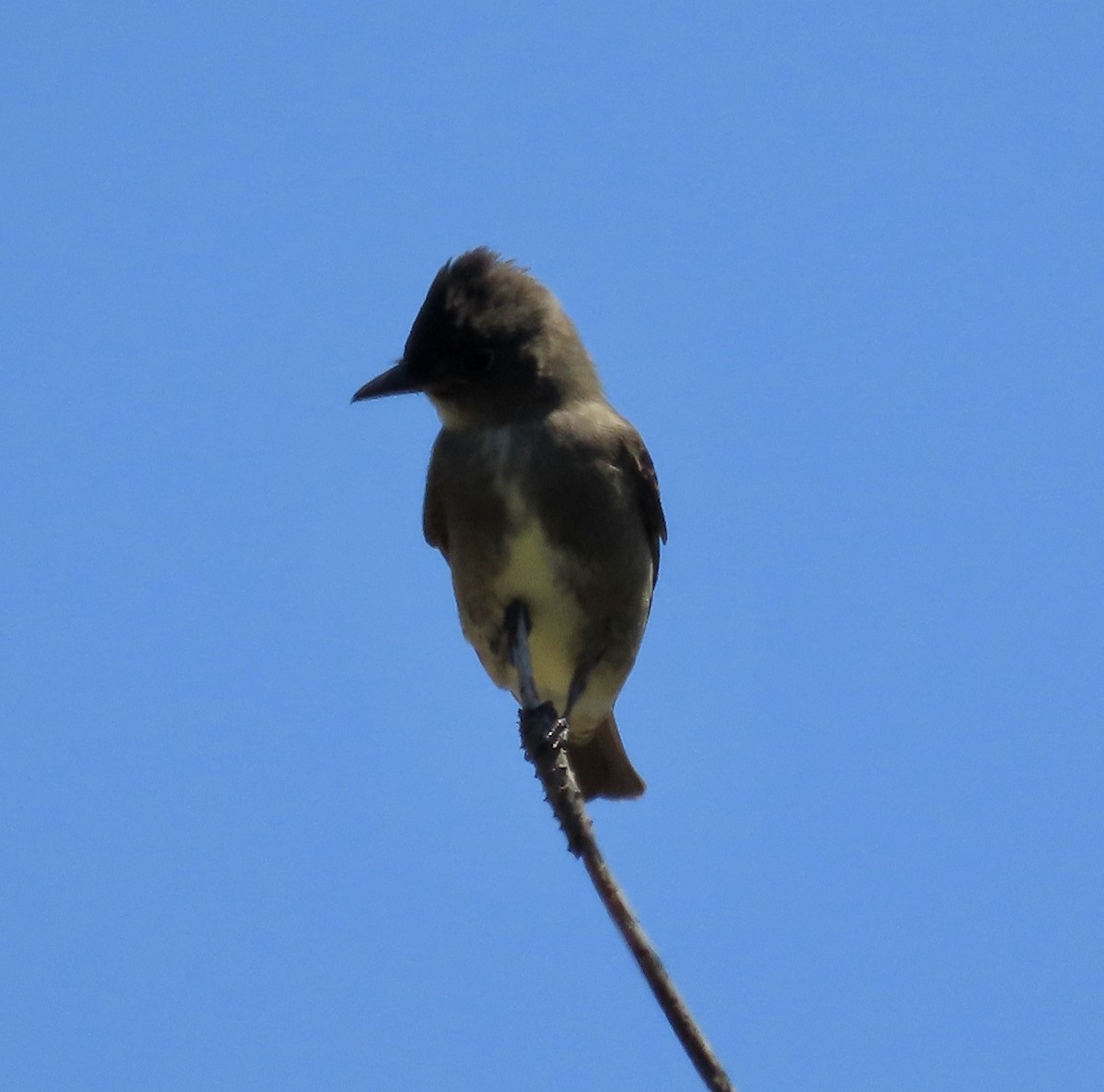 Olive-sided Flycatcher - ML606434841