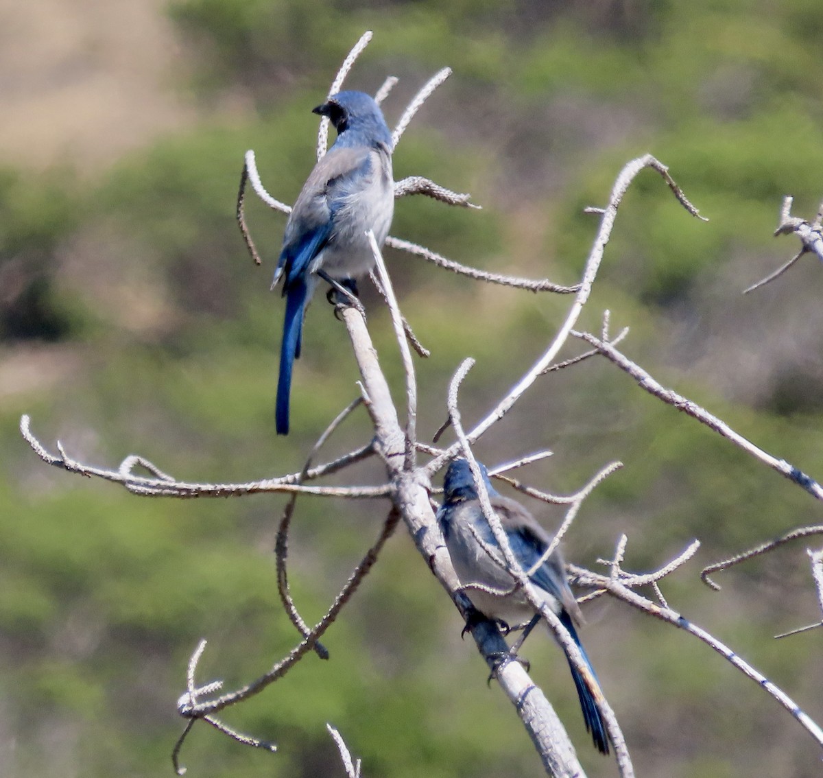 California Scrub-Jay - ML606435051