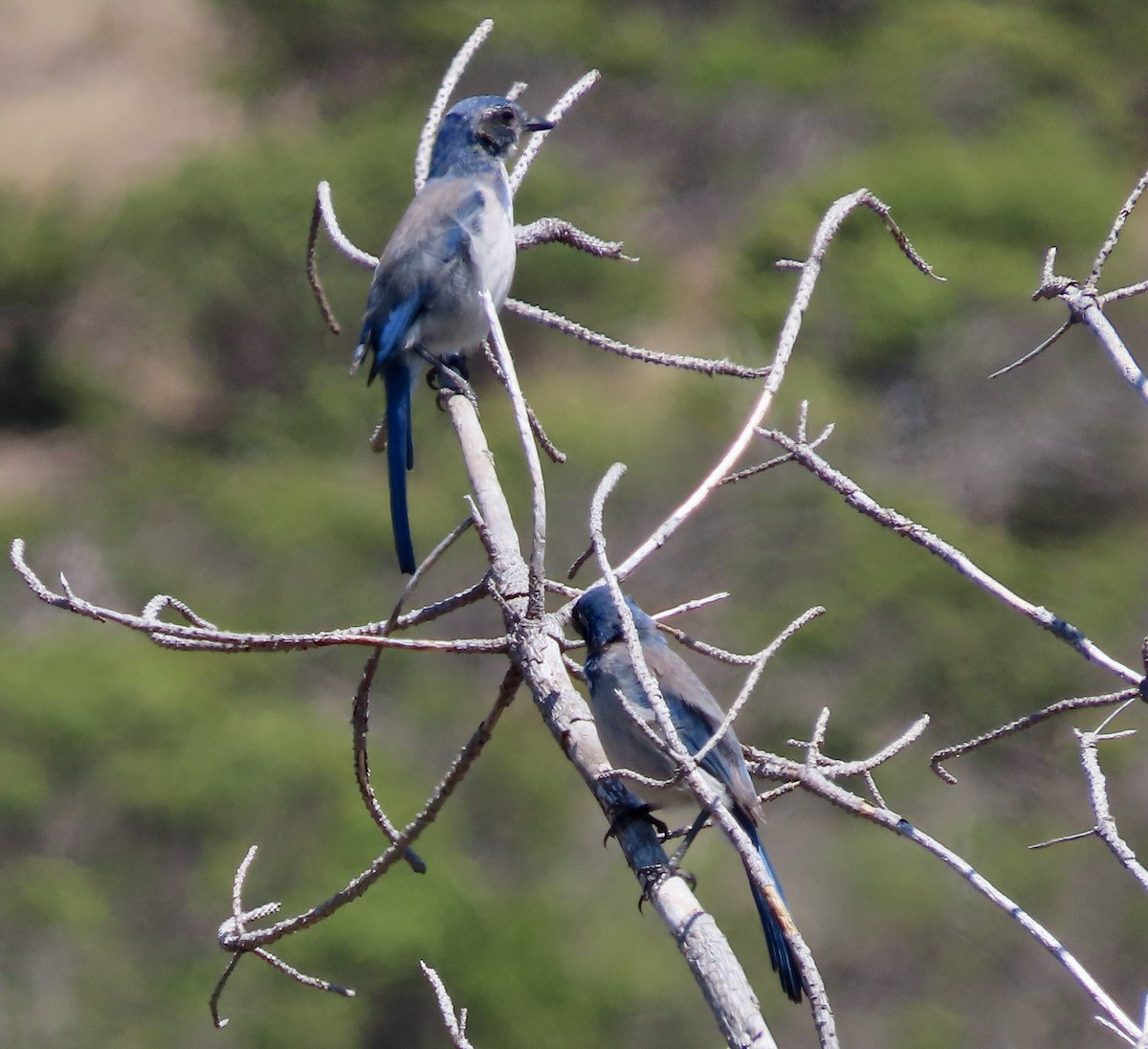 California Scrub-Jay - ML606435061
