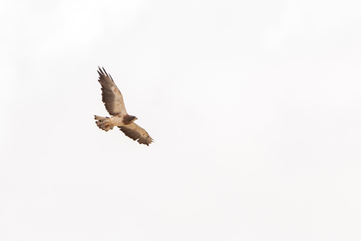 Swainson's Hawk - ML606435251