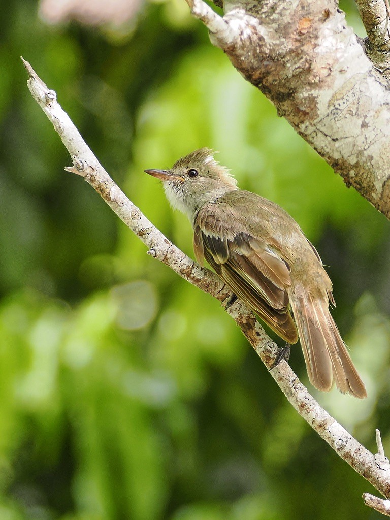 Caribbean Elaenia - Tonja Wight