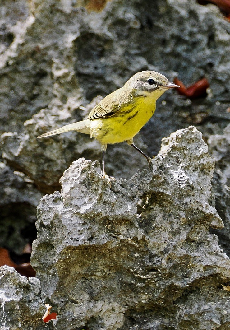 Rotmantel-Waldsänger - ML606435651