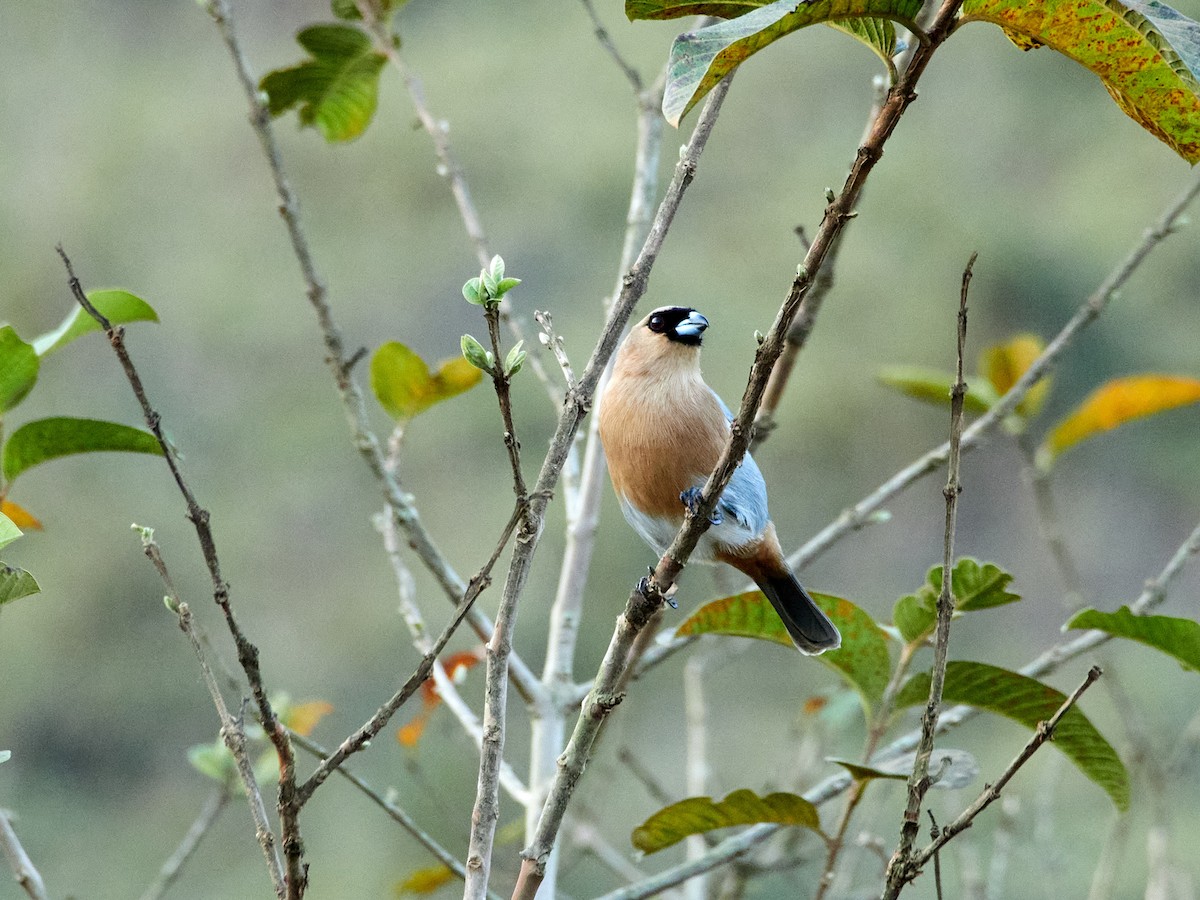 Cinnamon Tanager - Scott Ramos