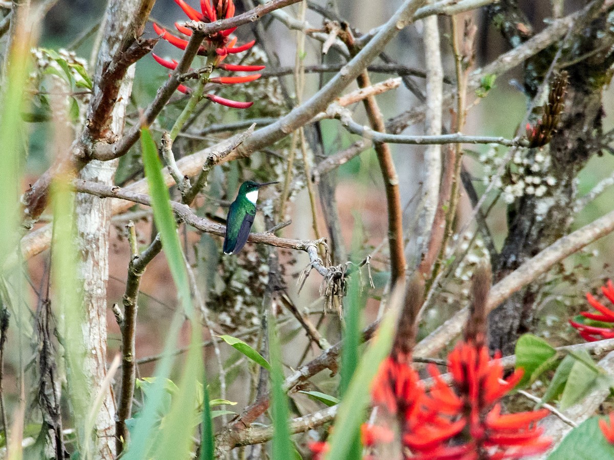 White-throated Hummingbird - Scott Ramos