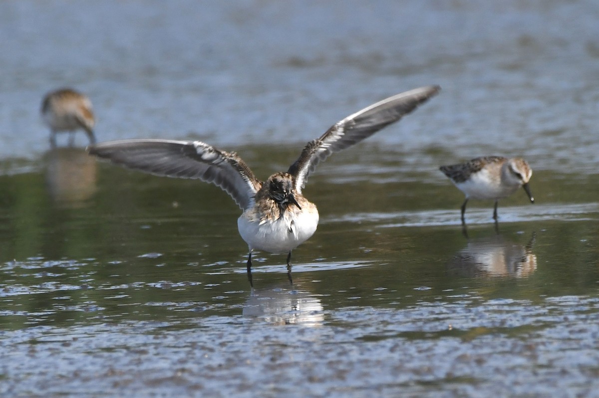 Western Sandpiper - ML606436011