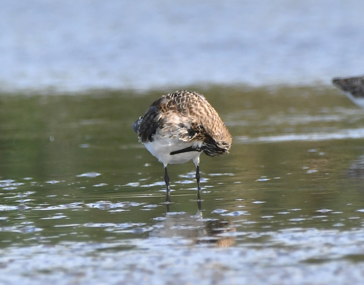 Western Sandpiper - ML606436021