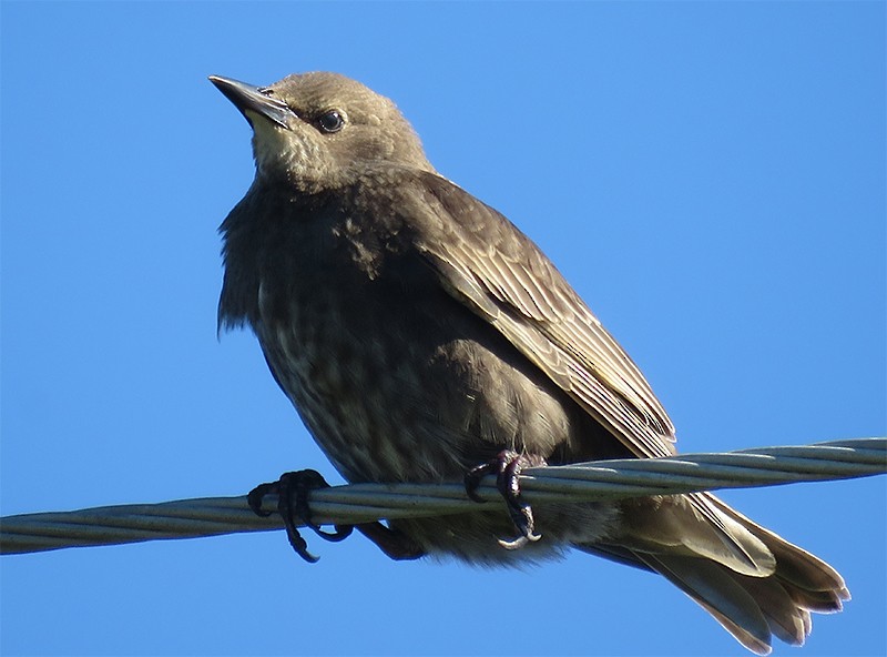 European Starling - ML60643651