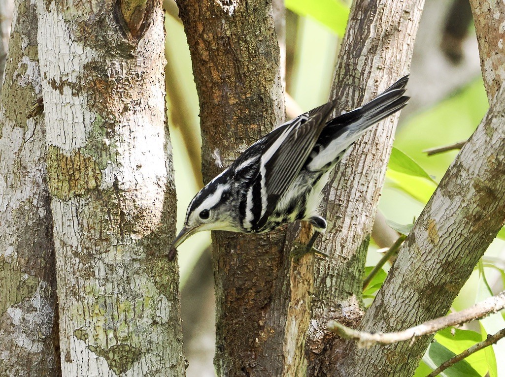 Black-and-white Warbler - Tonja Wight