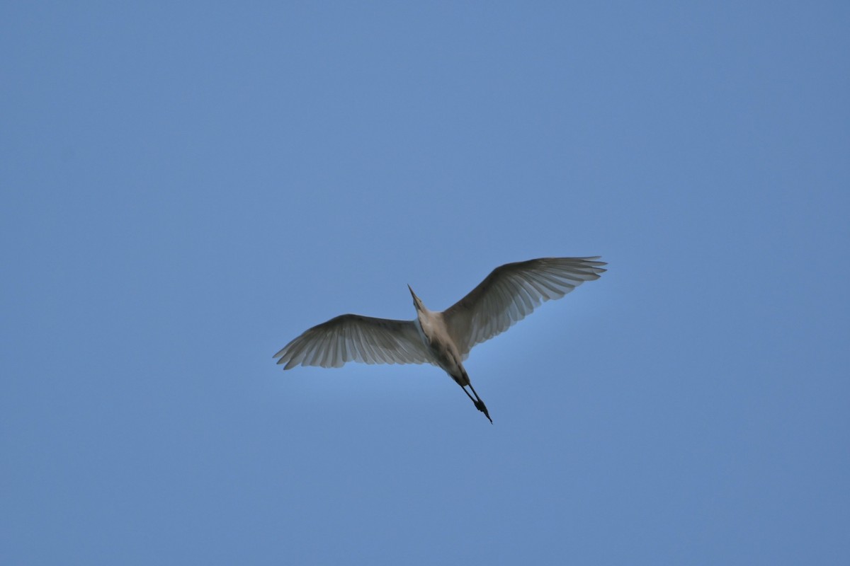 Great Egret - ML606437431