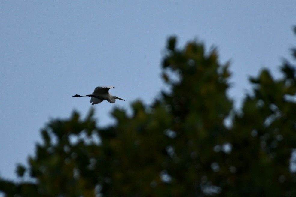 Great Egret - ML606437441