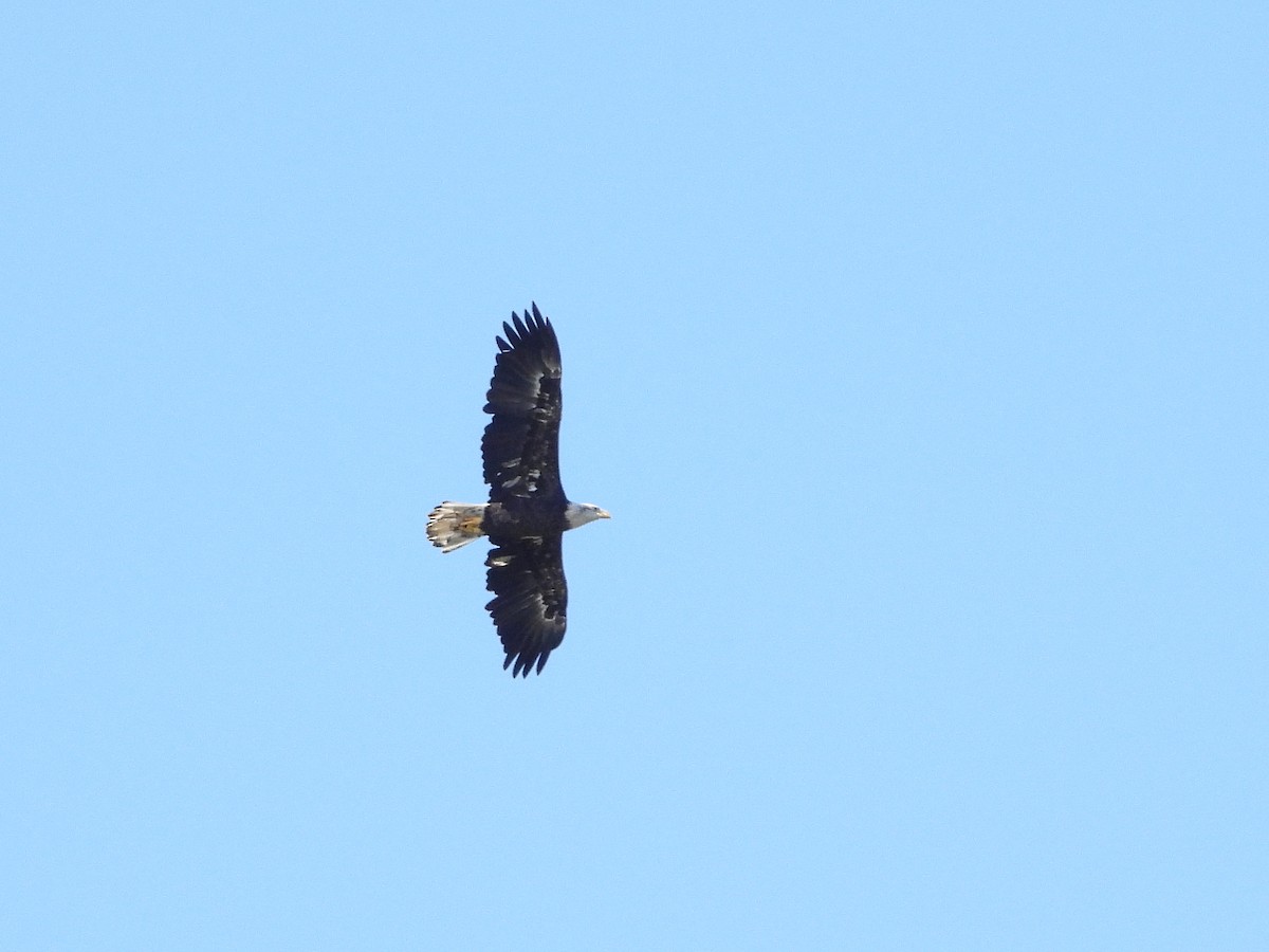 Bald Eagle - ML606437951