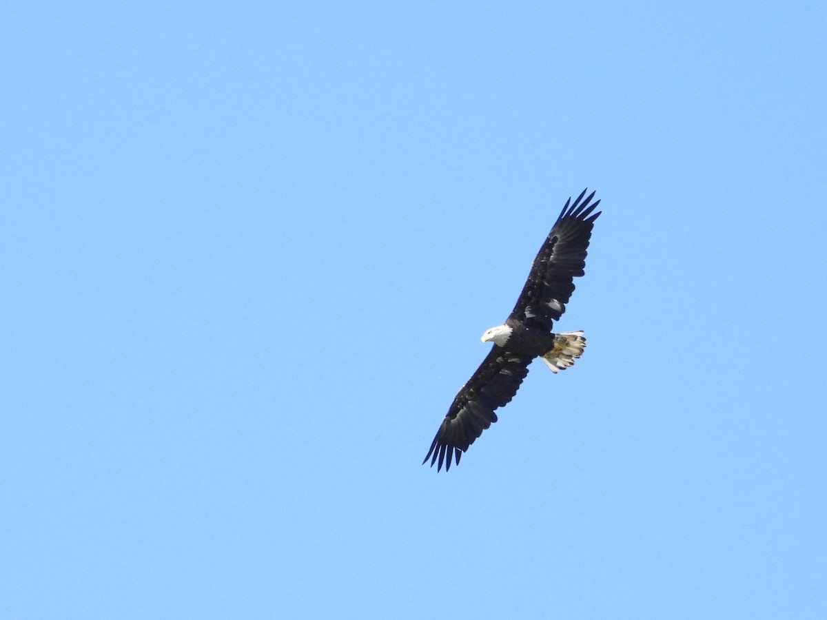 Bald Eagle - ML606438021