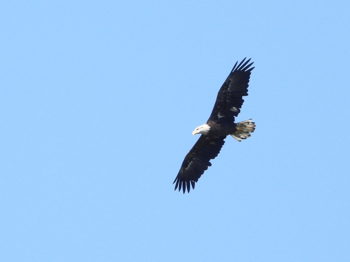 Bald Eagle - Francois Bourret