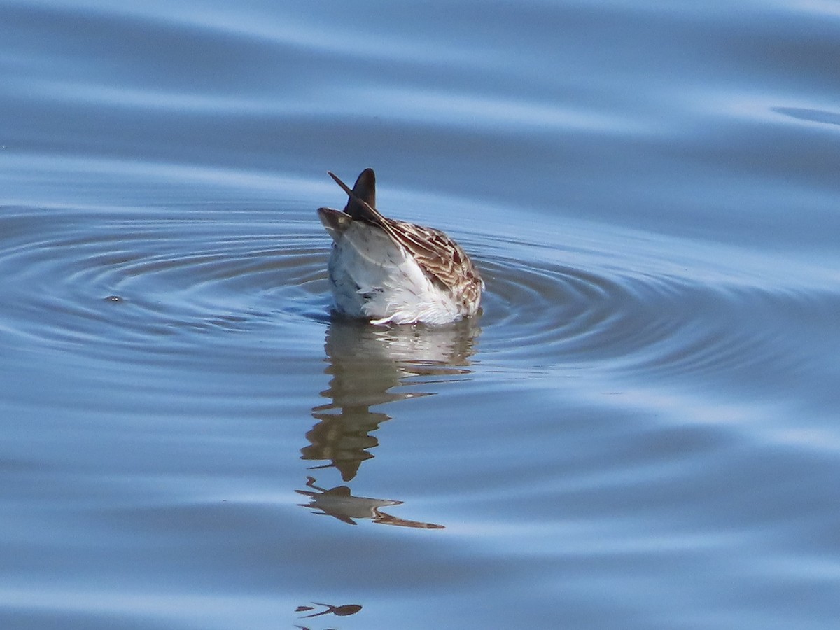 White-rumped Sandpiper - ML606438631