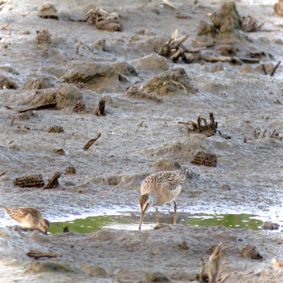 Short-billed Dowitcher - ML606439081