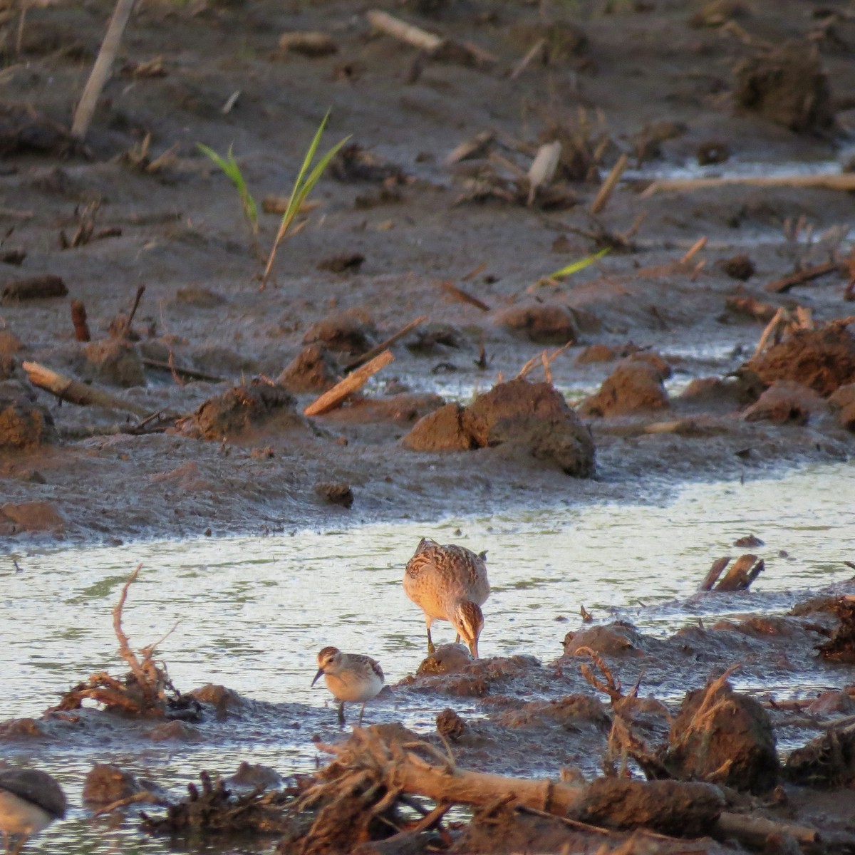 Short-billed Dowitcher - ML606439091