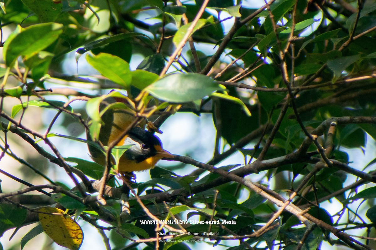 Silver-eared Mesia (Silver-eared) - ML606439451