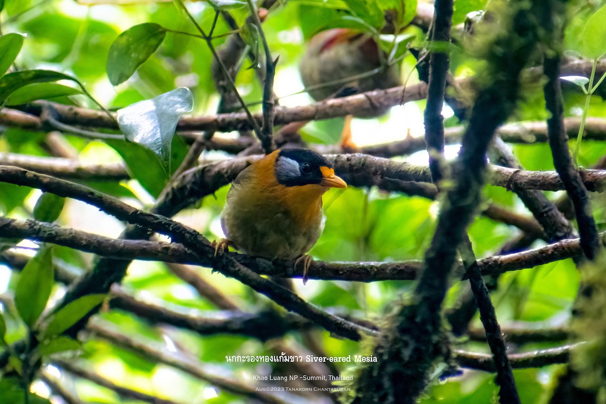 Silver-eared Mesia (Silver-eared) - ML606439851