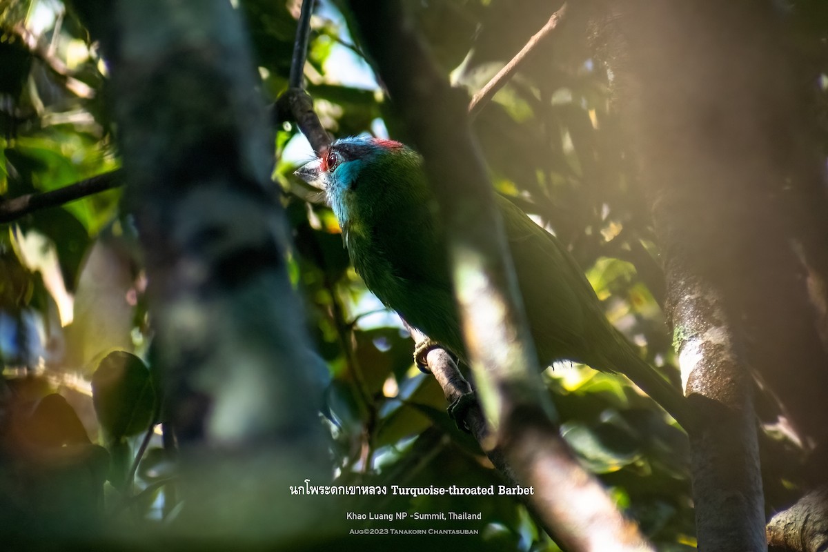 Turquoise-throated Barbet - Tanakorn Chantasuban