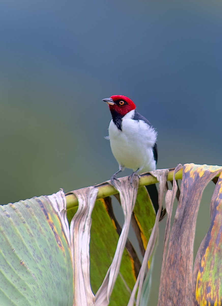Red-capped Cardinal - ML606440241