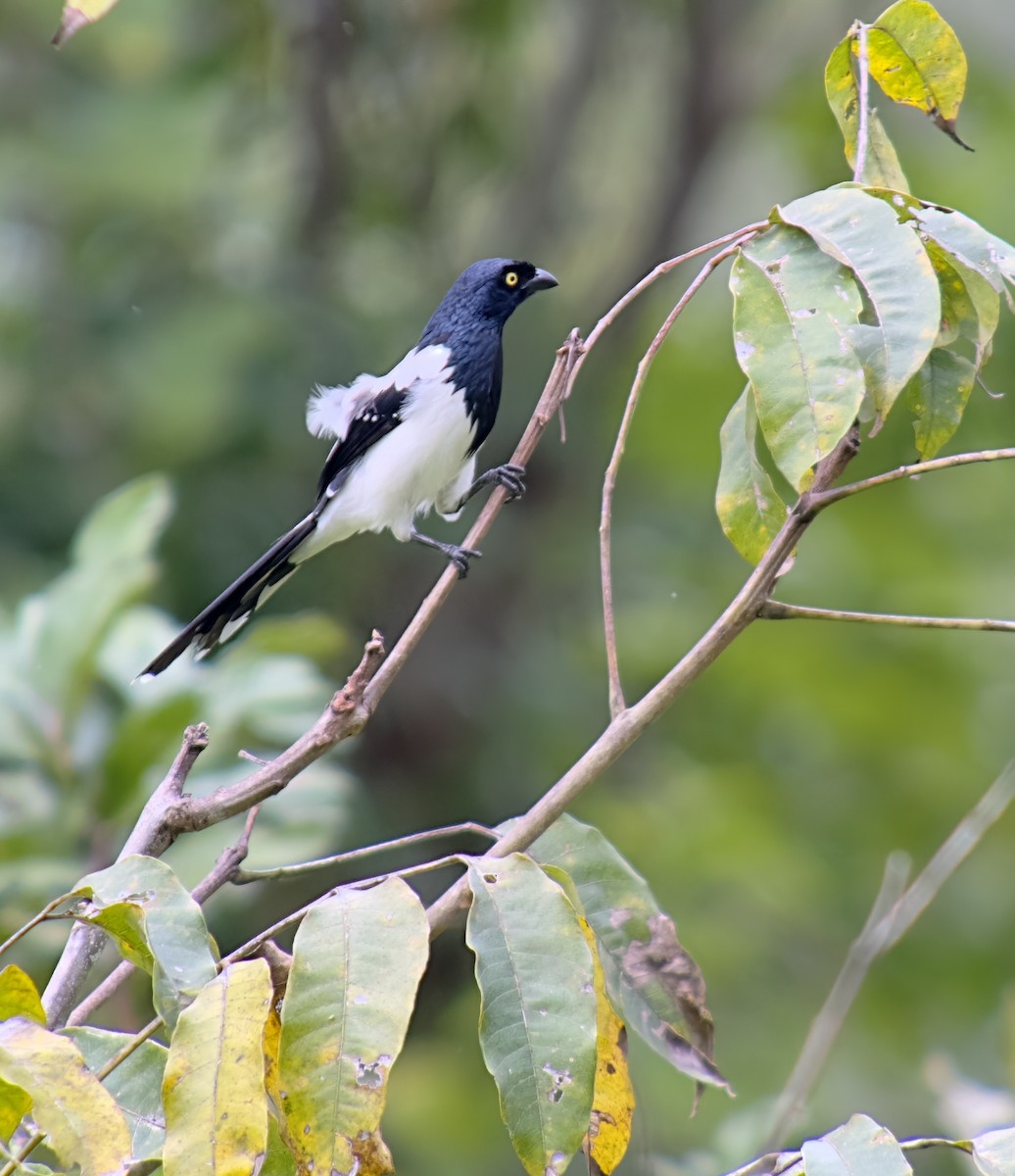 Magpie Tanager - ML606440251