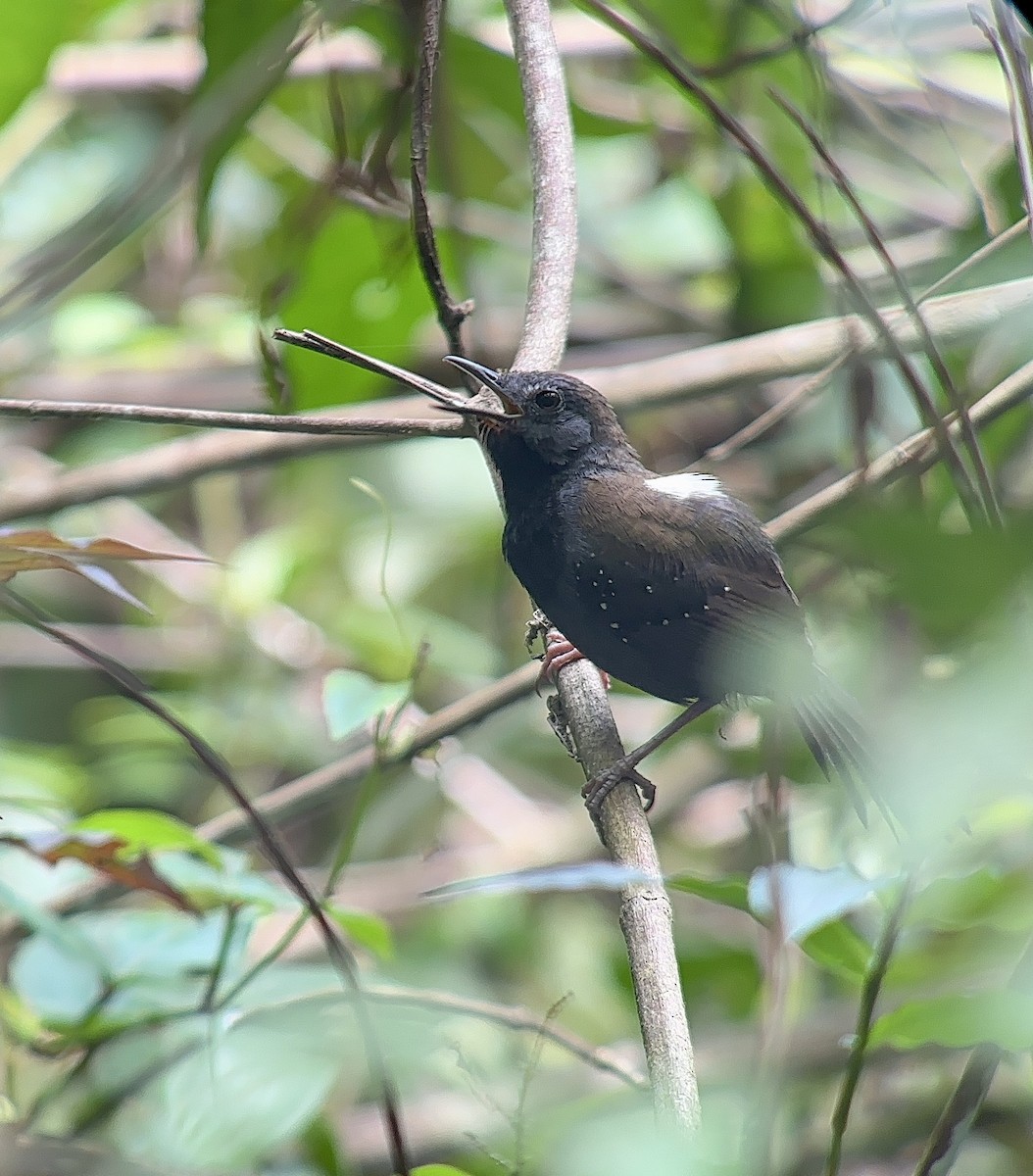 Black-throated Antbird - ML606441011