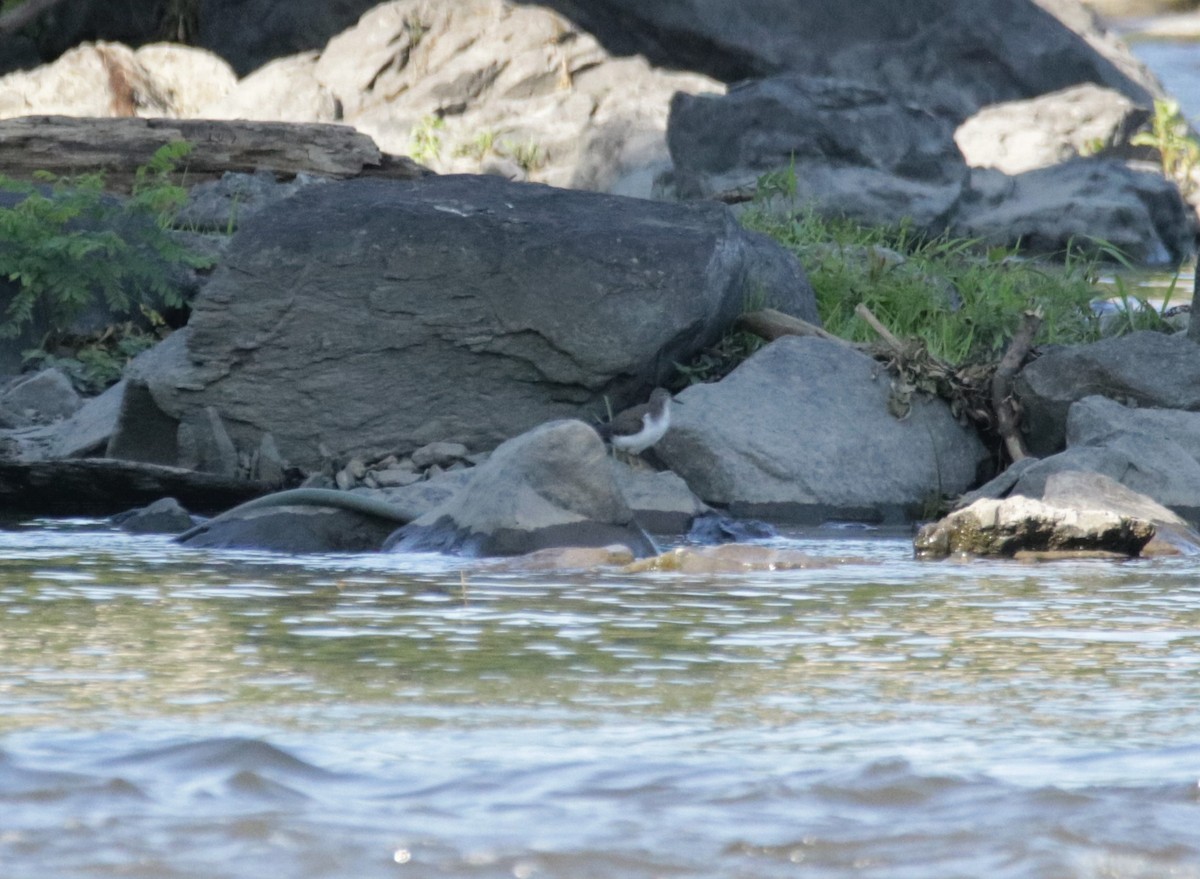 Solitary Sandpiper - Kate Schnurr