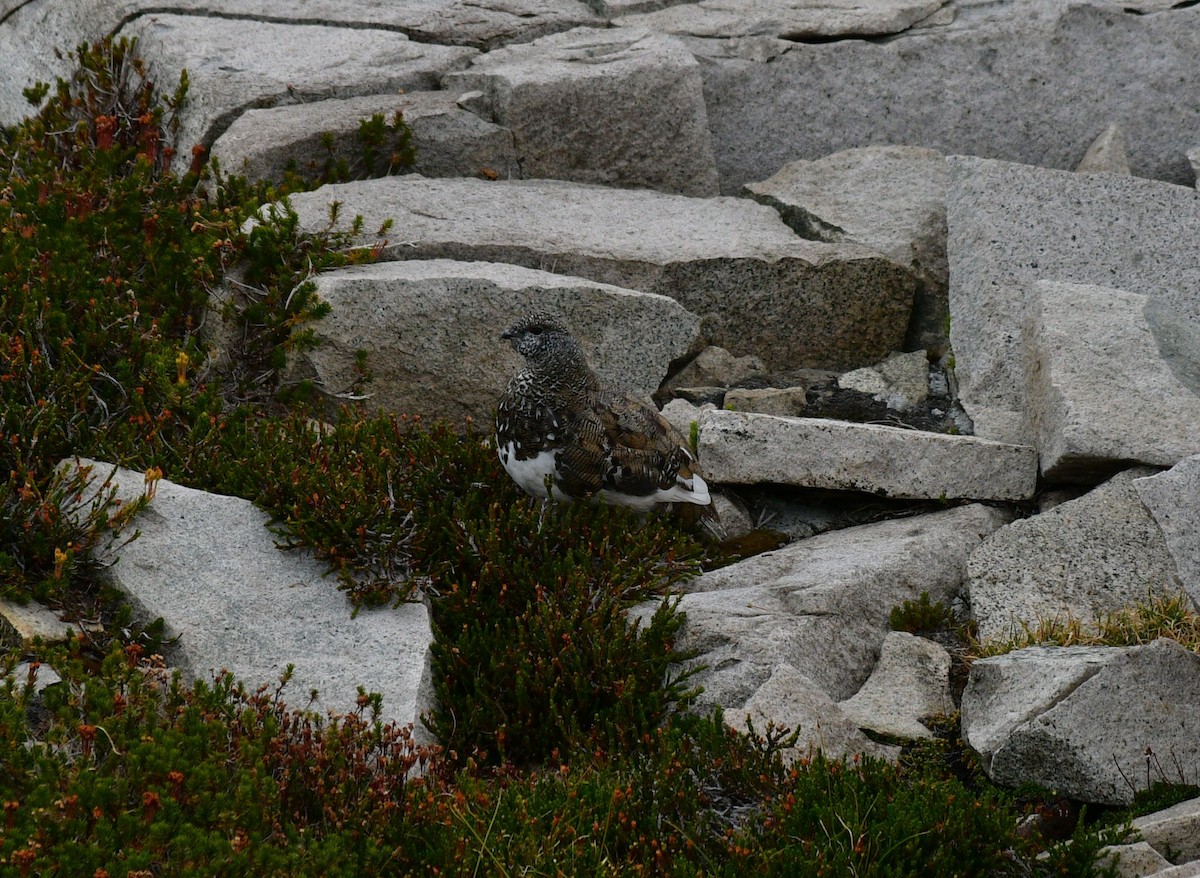 White-tailed Ptarmigan - Ben Roberts